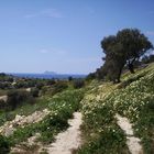 Blumenwiese auf Kreta