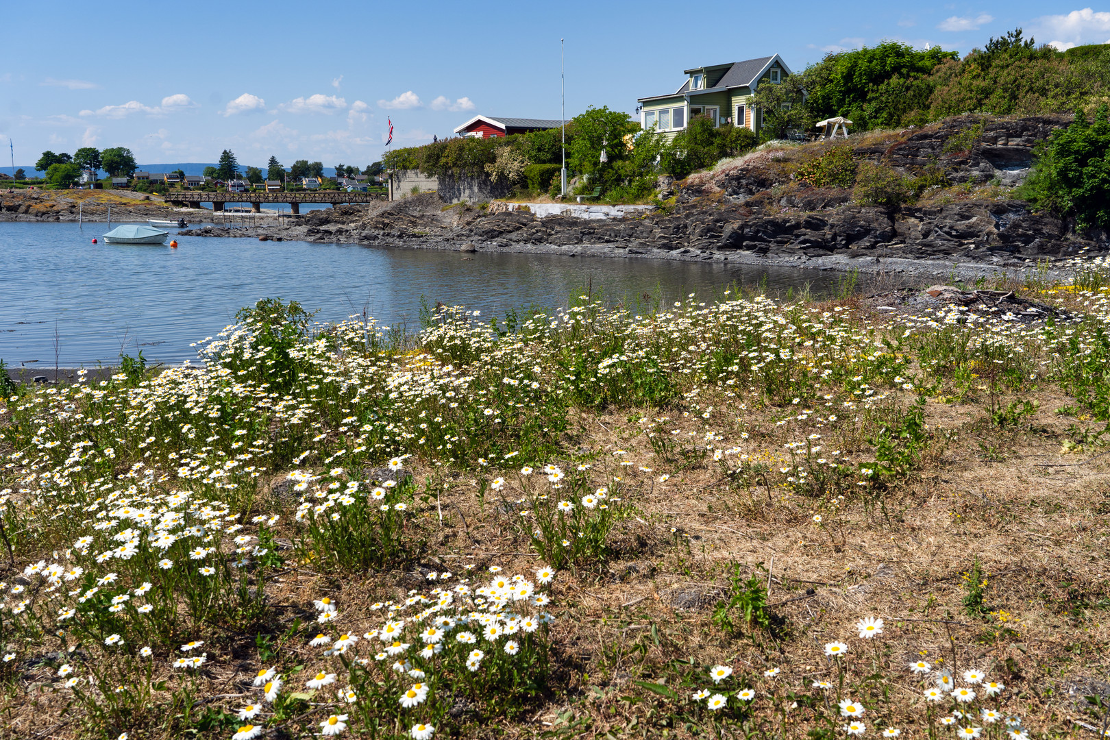 Blumenwiese auf Lindøya