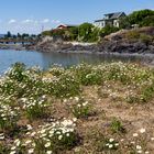 Blumenwiese auf Lindøya