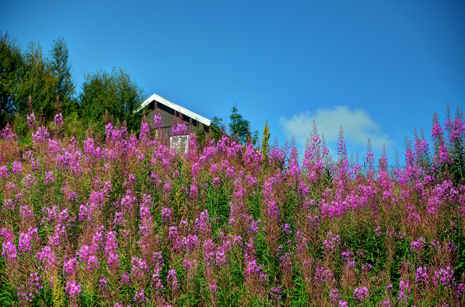 Blumenwiese auf norwegisch