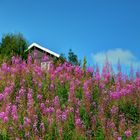 Blumenwiese auf norwegisch