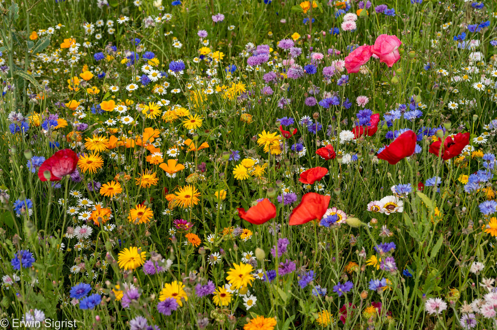 Blumenwiese auf Æroskœbing (Dänemark)