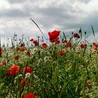 blumenwiese auf Rügen