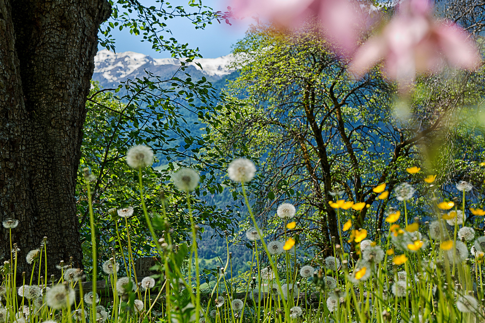 Blumenwiese aus der Froschperspektive