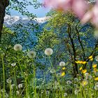 Blumenwiese aus der Froschperspektive