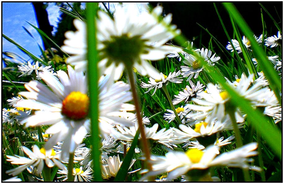 Blumenwiese aus der Perspektive eines Käfers.