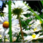 Blumenwiese aus der Perspektive eines Käfers.