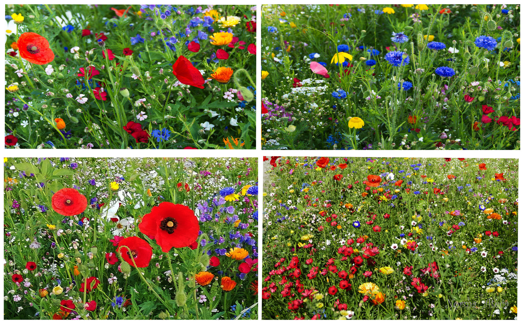 Blumenwiese aus Neugablonz  II  