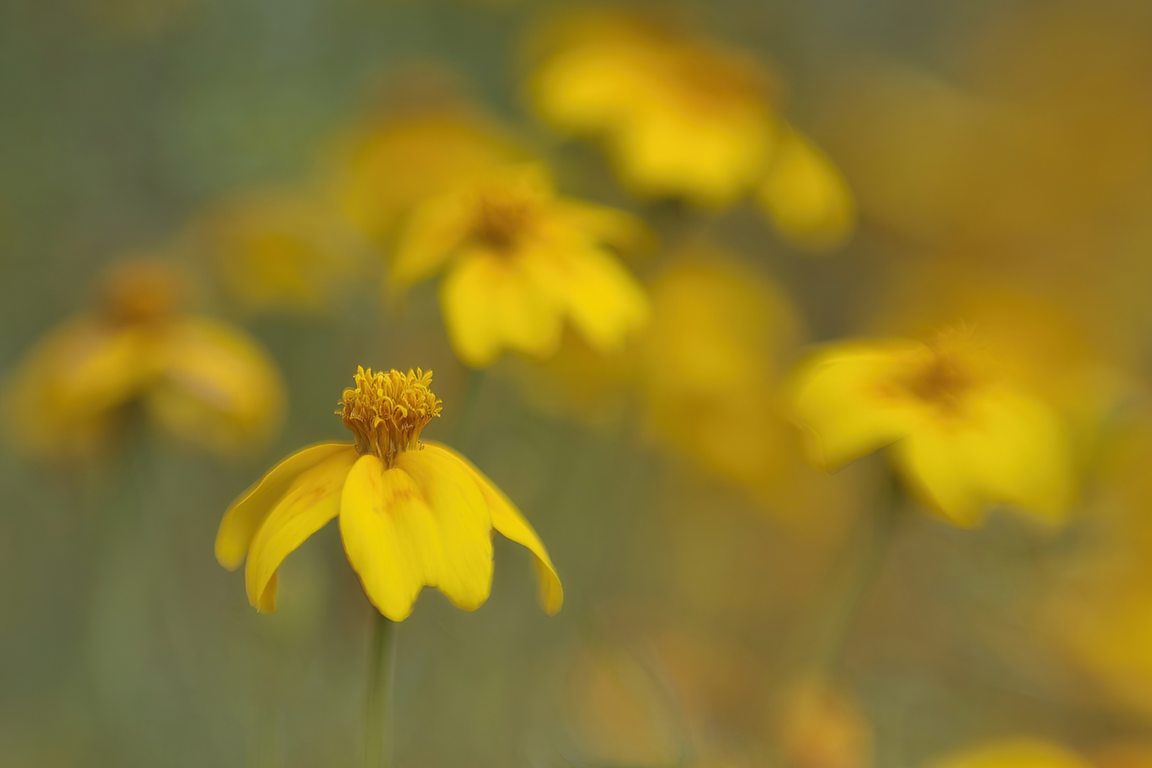 Blumenwiese