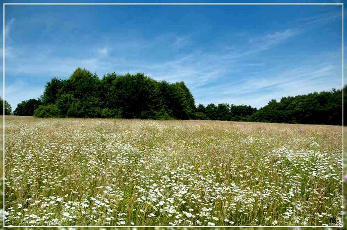 Blumenwiese...