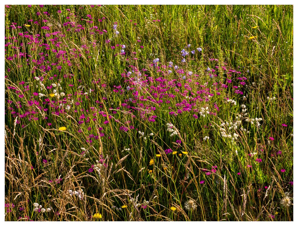 Blumenwiese