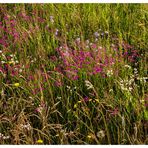 Blumenwiese