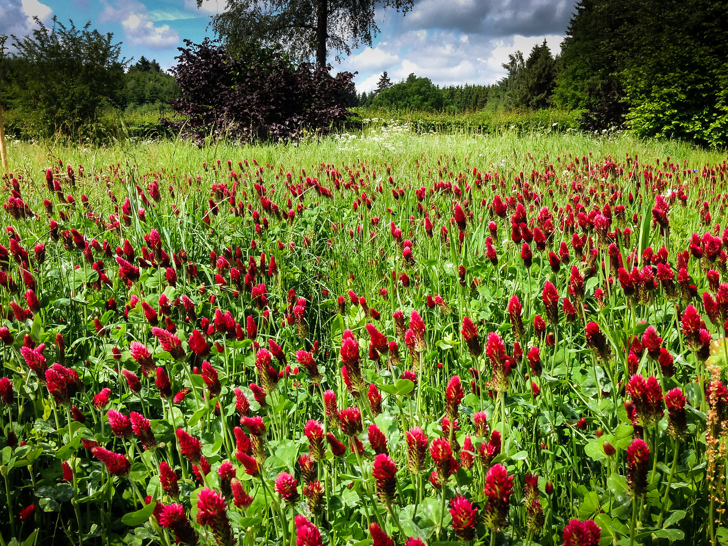 BlumenWiese