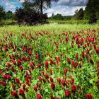 BlumenWiese