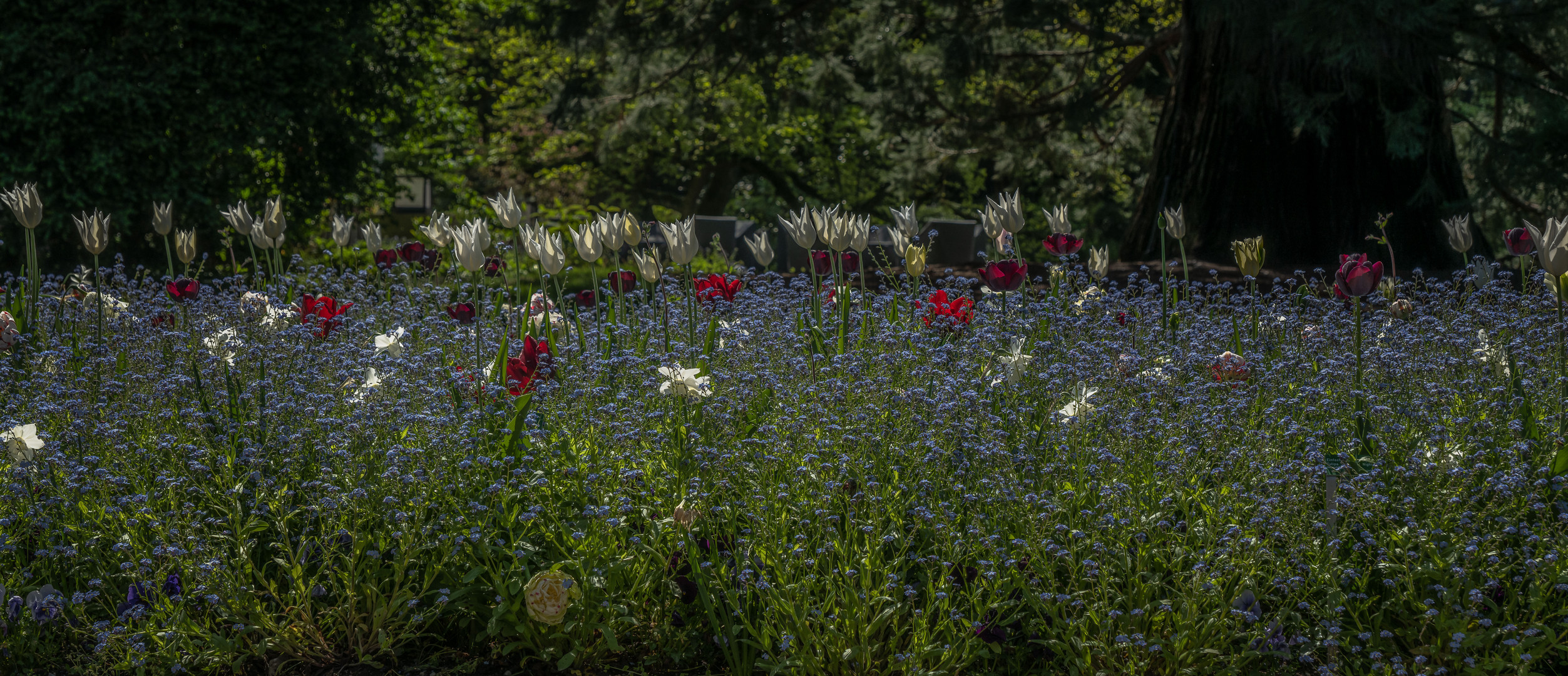 Blumenwiese