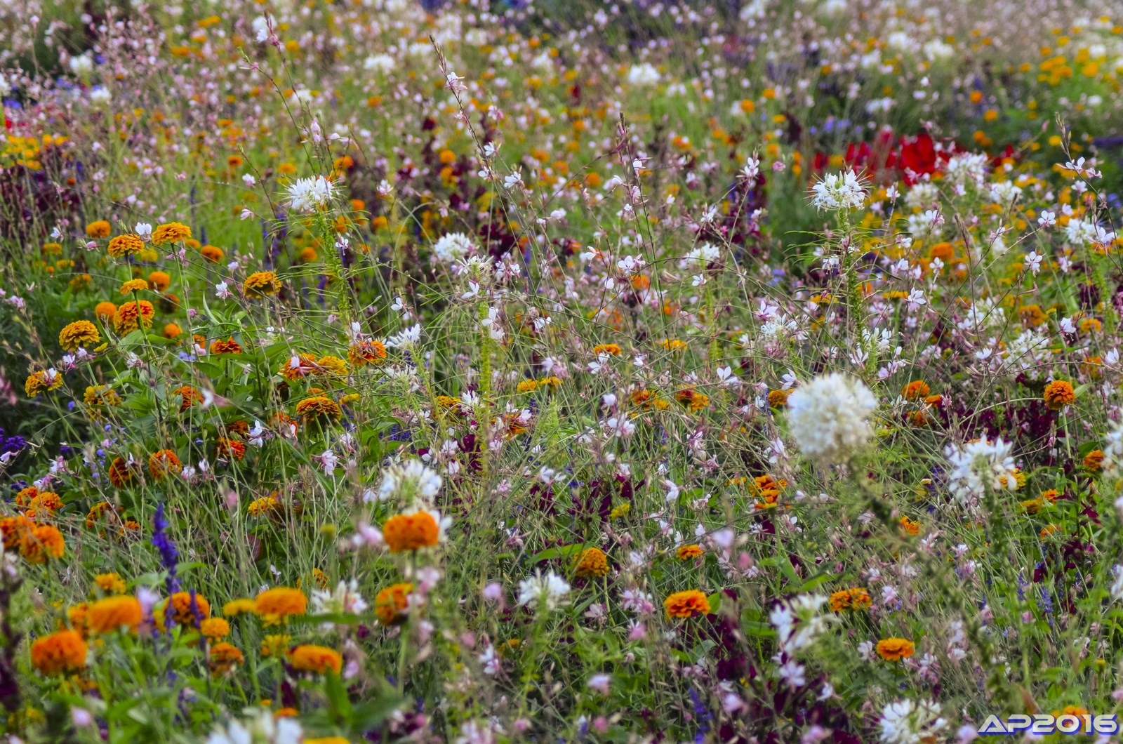 Blumenwiese