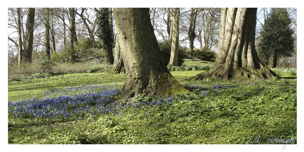 Blumenwiese