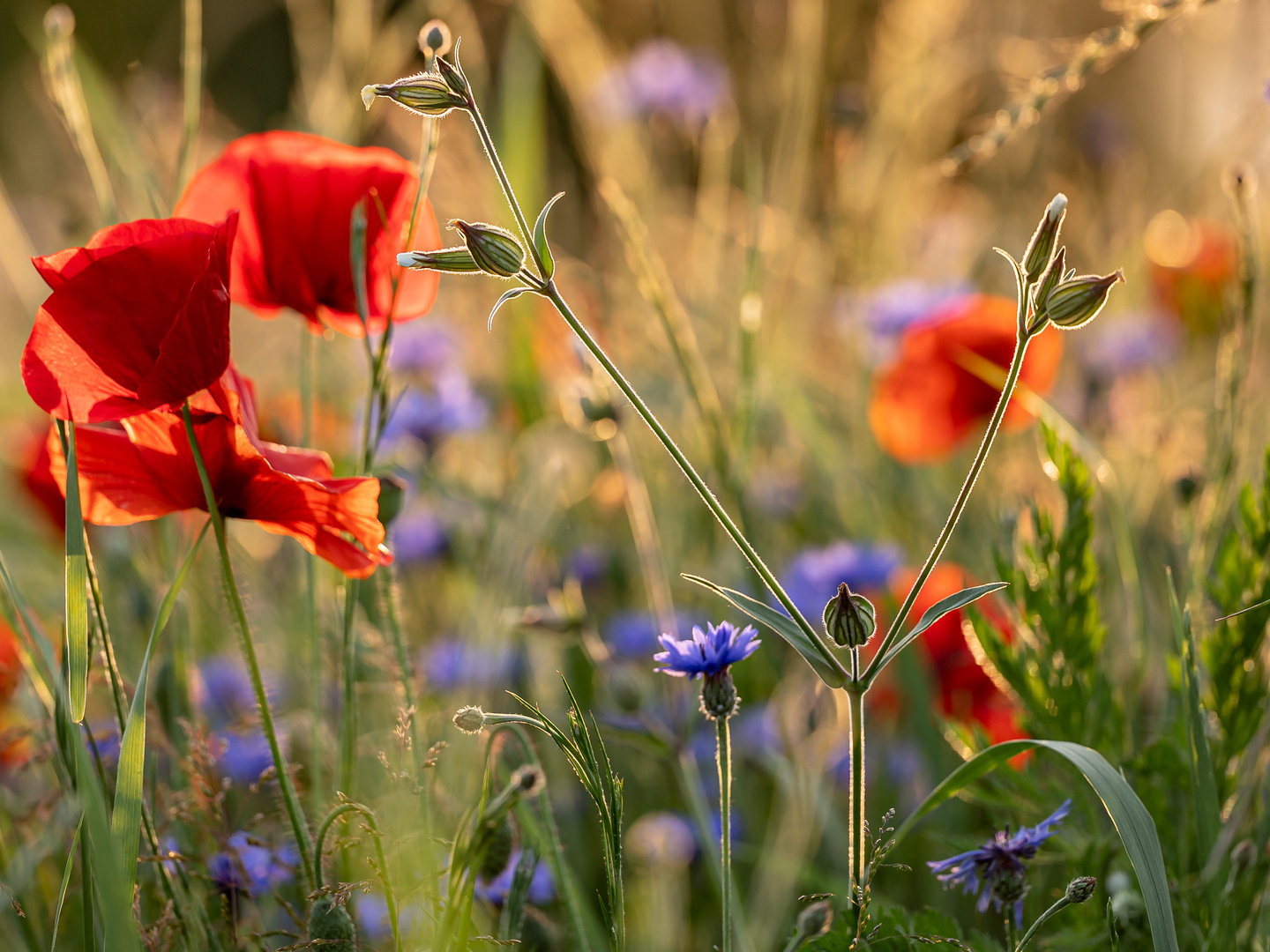 Blumenwiese