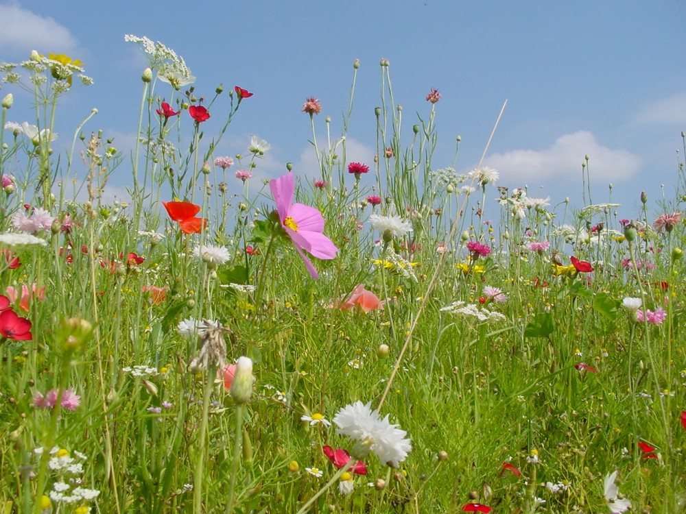 Blumenwiese