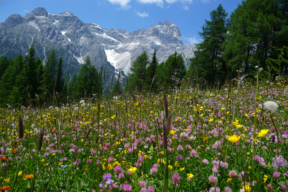 Blumenwiese Foto & Bild | landschaft, berge, natur Bilder auf fotocommunity
