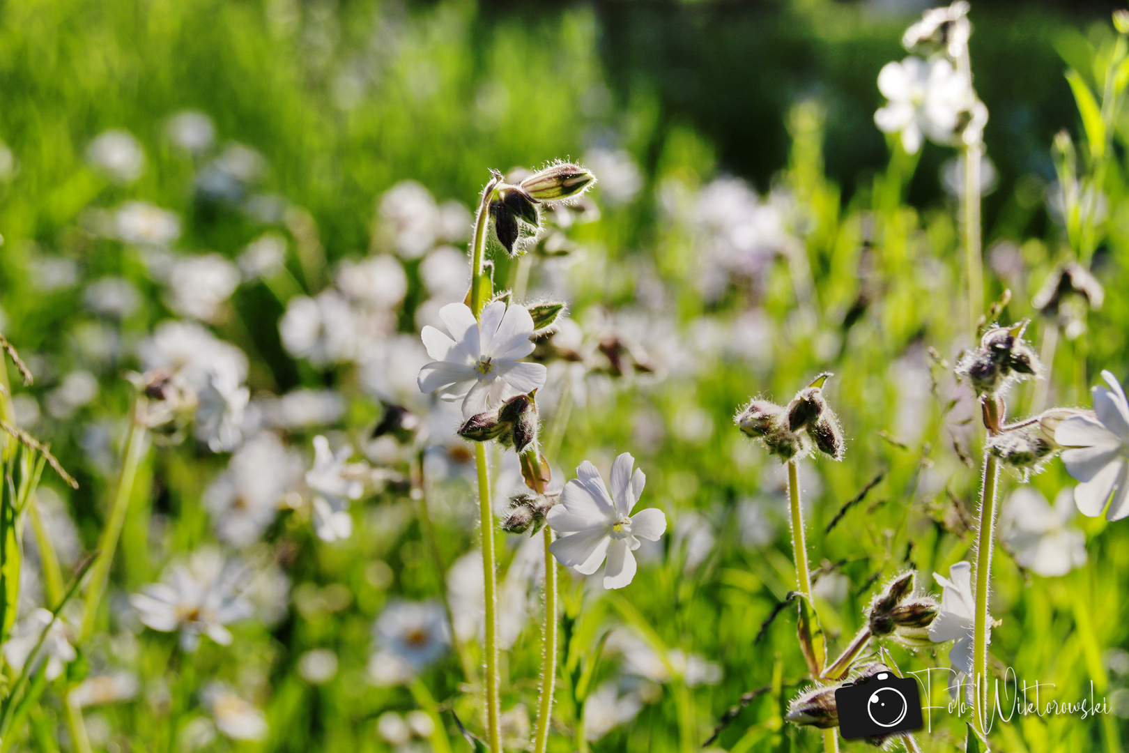 Blumenwiese