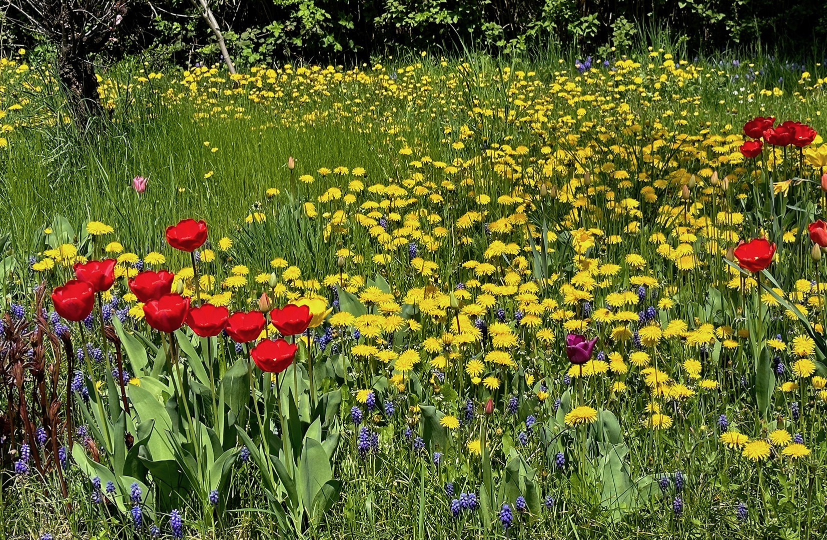 Blumenwiese