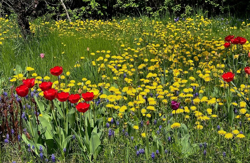 Blumenwiese