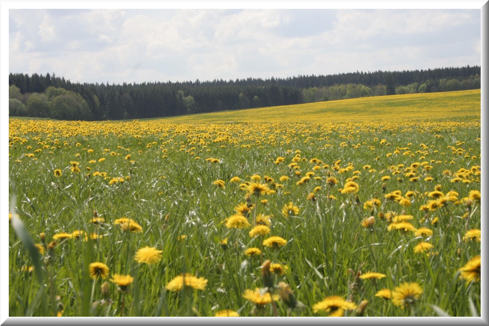 Blumenwiese