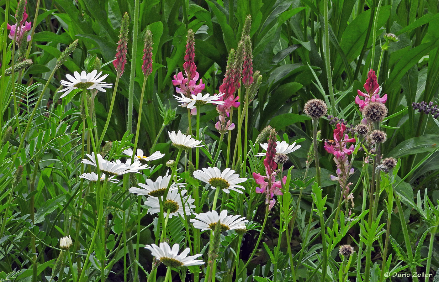 Blumenwiese