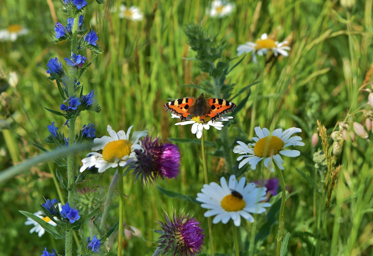 Blumenwiese Foto & Bild tiere, wildlife, schmetterlinge Bilder auf