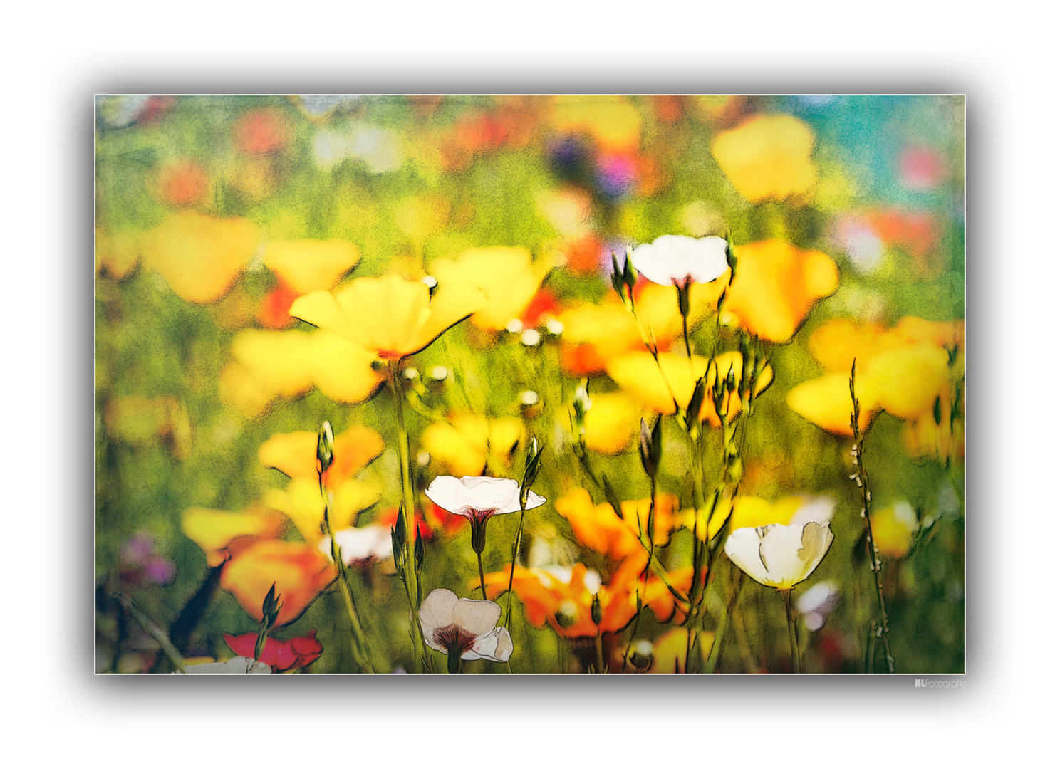 Blumenwiese...