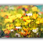 Blumenwiese...