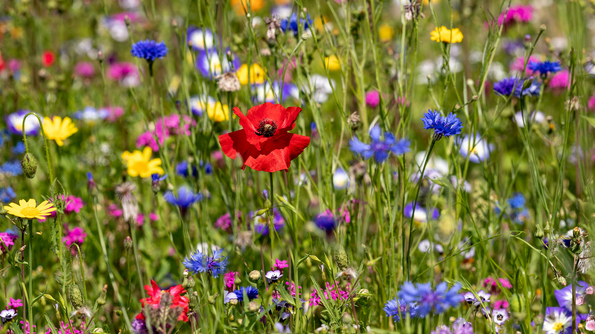 Blumenwiese