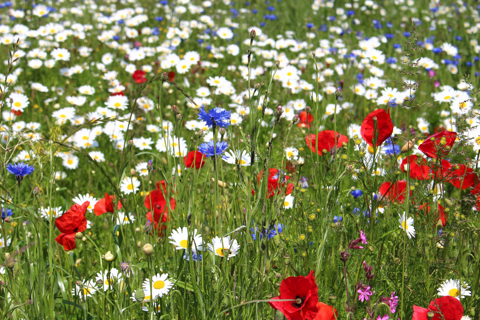 Blumenwiese