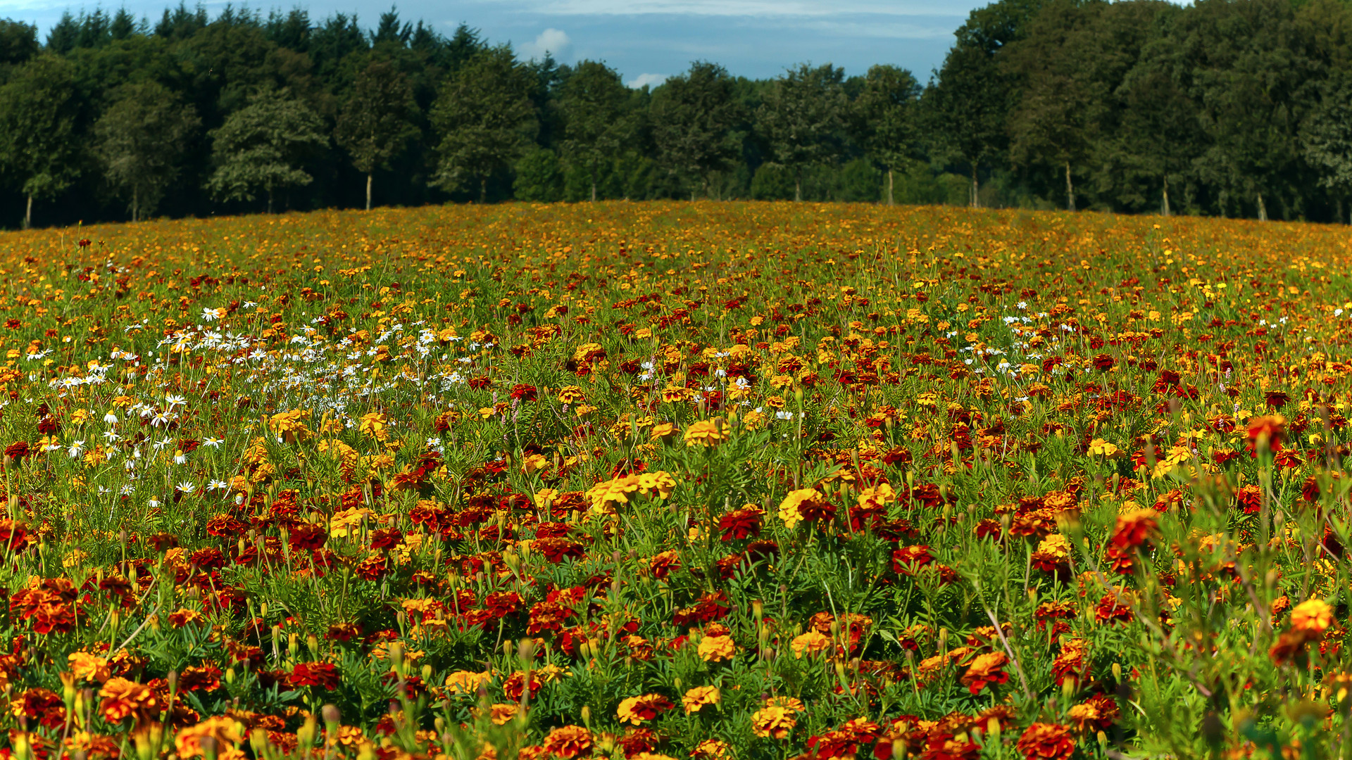 Blumenwiese