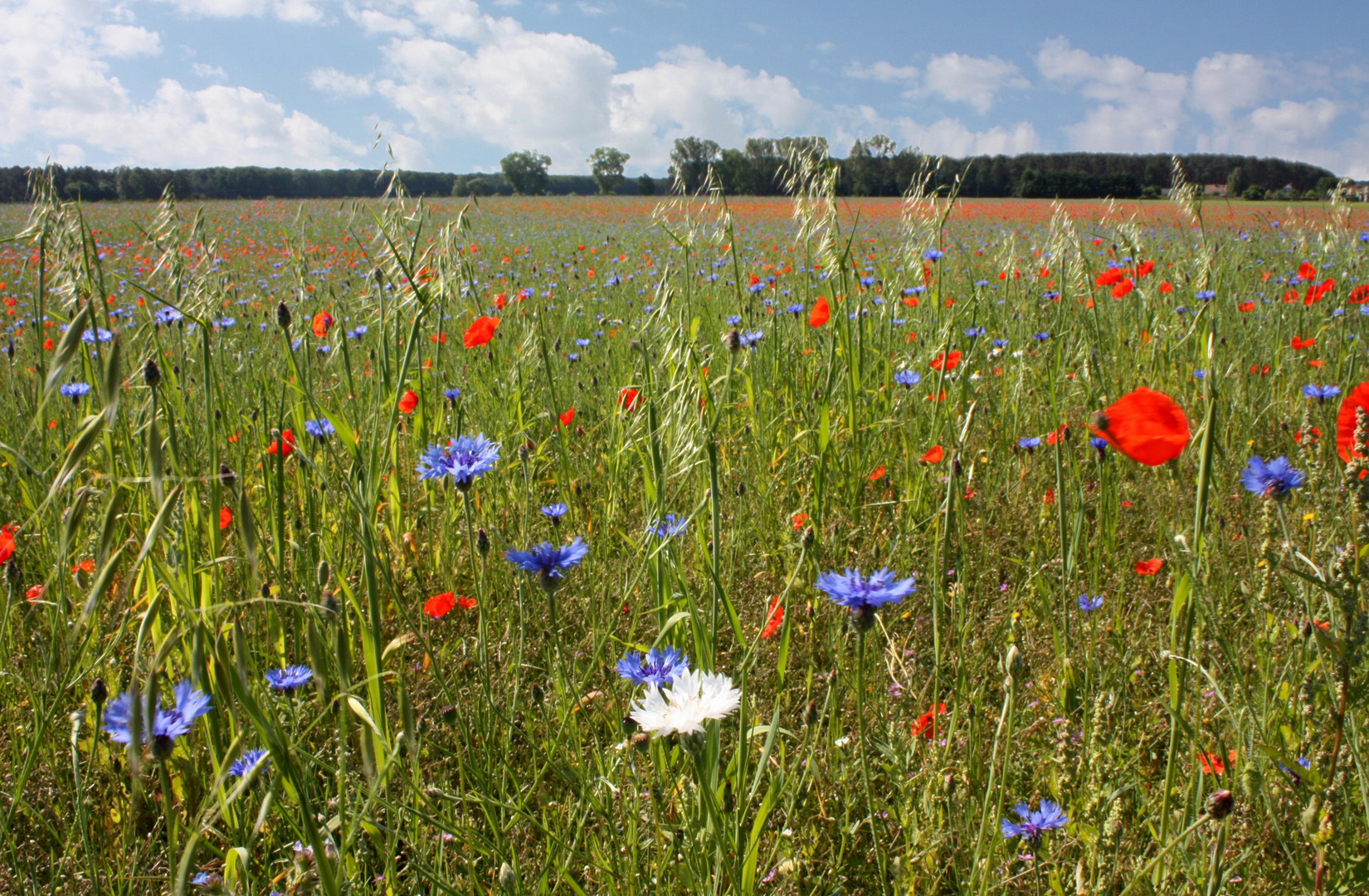 Blumenwiese