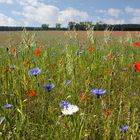 Blumenwiese