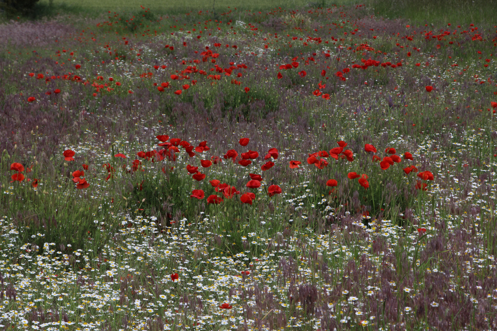 Blumenwiese