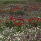 Blumenwiese