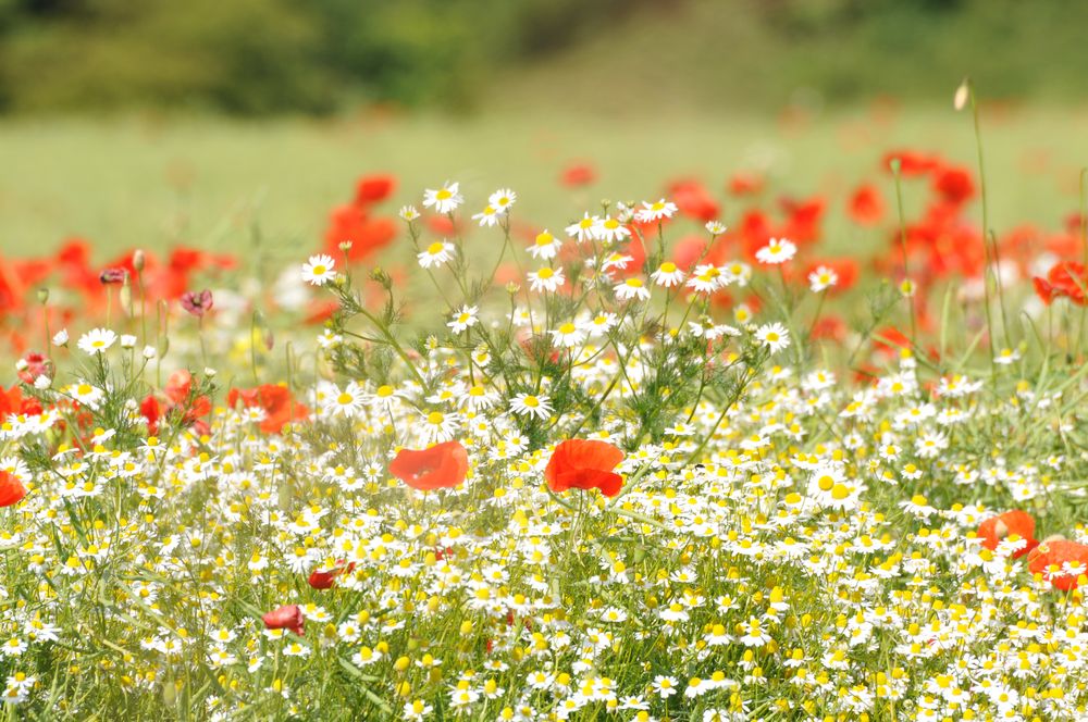 Blumenwiese