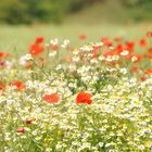 Blumenwiese