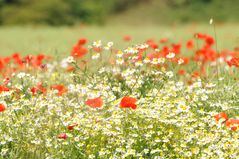 Blumenwiese