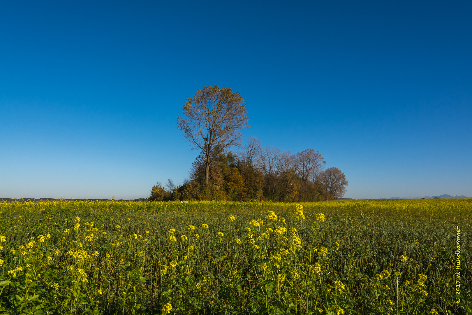 Blumenwiese bei Alteiselfing 2