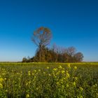 Blumenwiese bei Alteiselfing 2