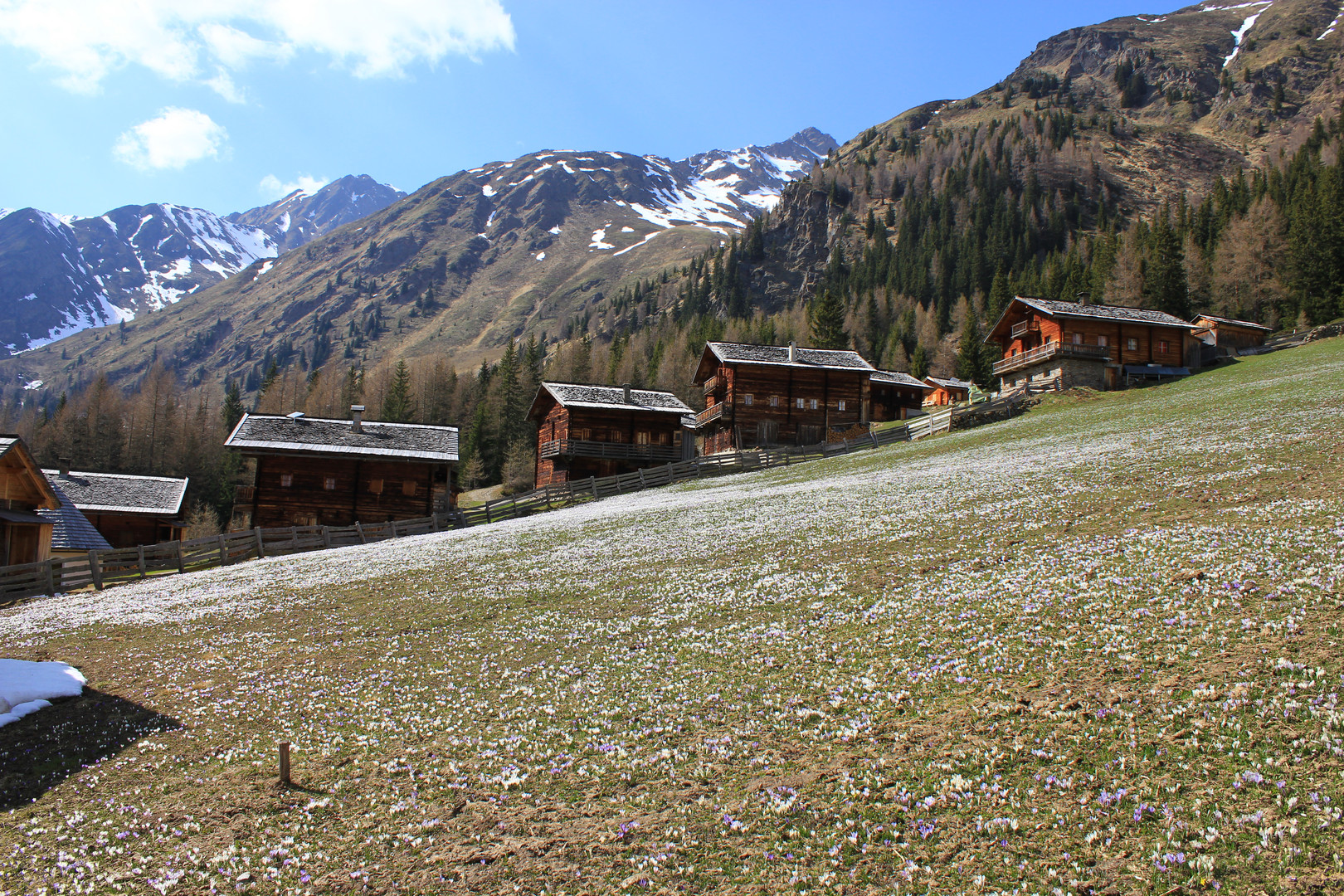 Blumenwiese bei der Oberstalleralm im Villgratental!