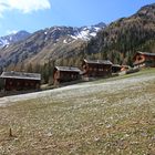 Blumenwiese bei der Oberstalleralm im Villgratental!