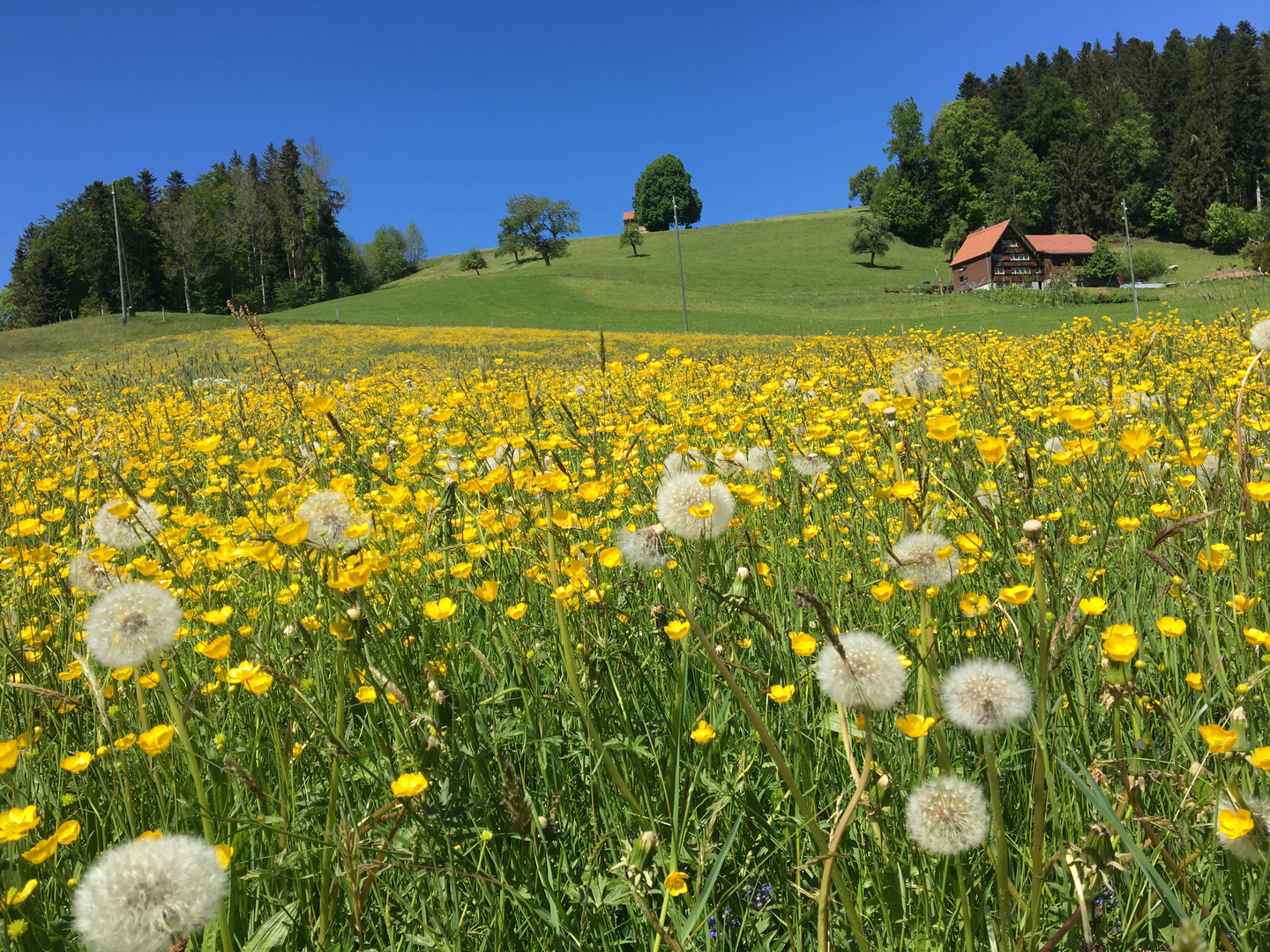 Blumenwiese bei Herisau, Schweiz