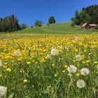 Blumenwiese bei Herisau, Schweiz