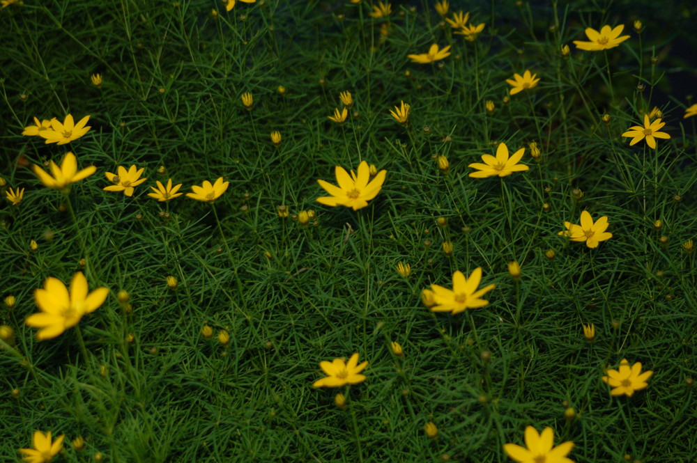 Blumenwiese bei Nacht