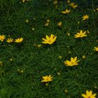 Blumenwiese bei Nacht